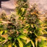 Семена  Auto Wembley feminised Ganja Seeds