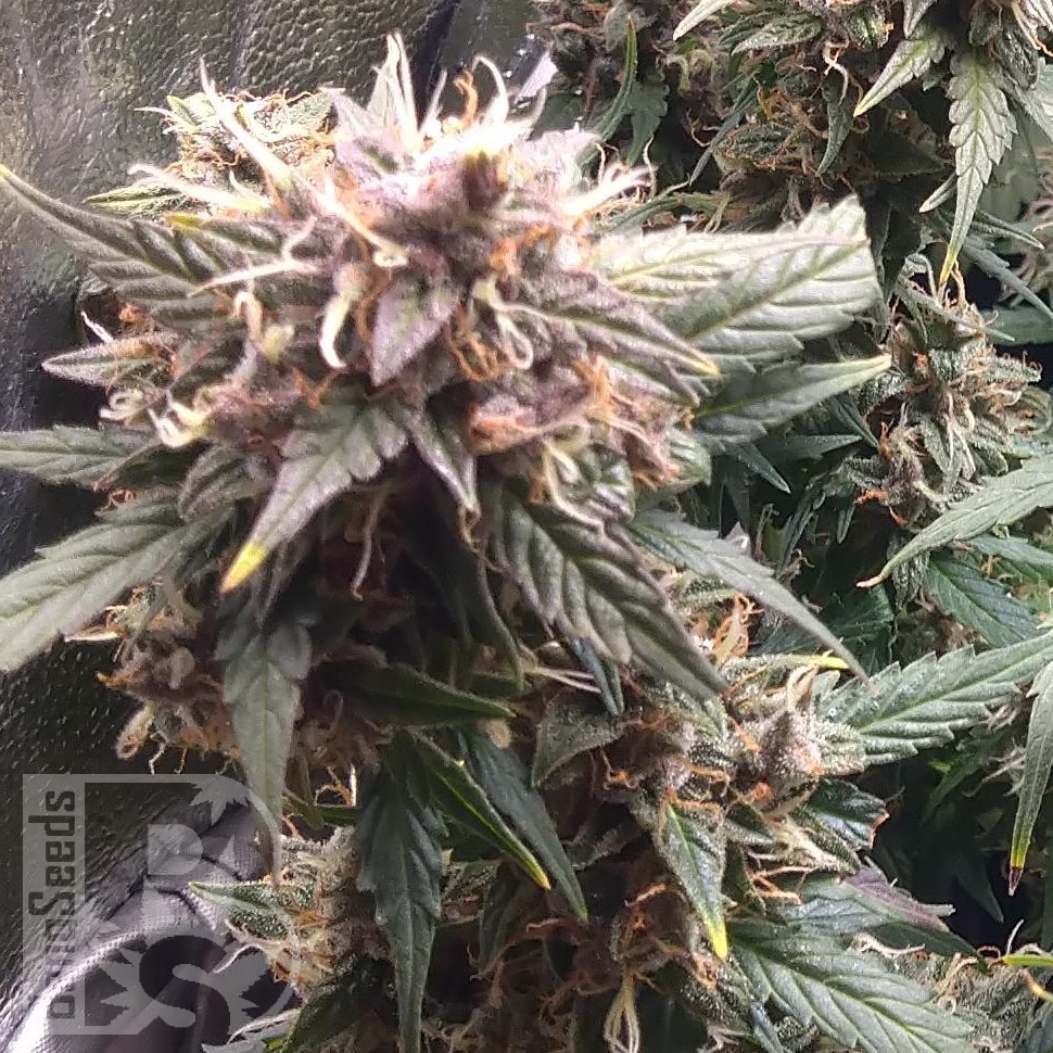 Семена ганжа  Shiva Skunk feminised Ganja Seeds