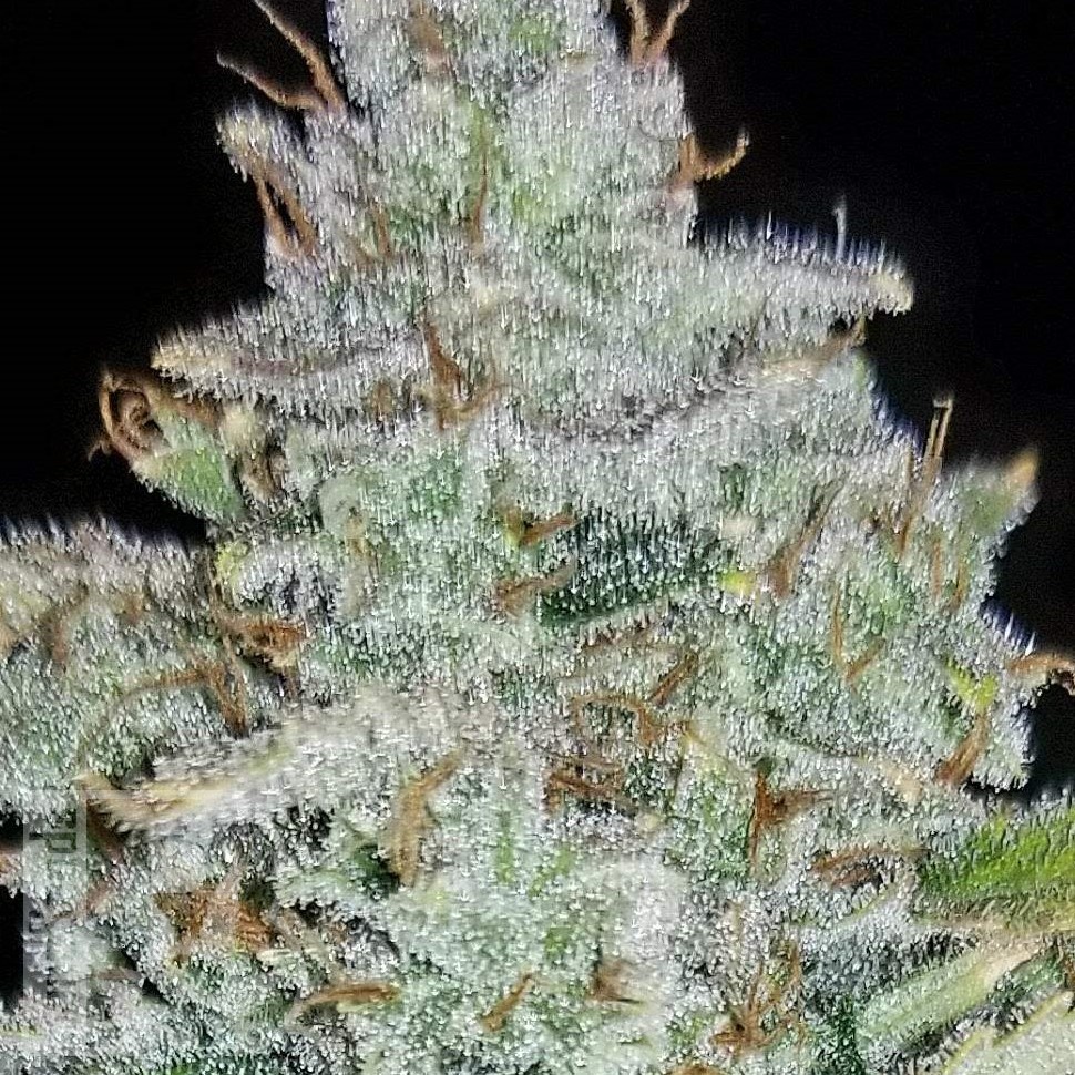 Семена ганжа  Auto Irimshik feminised Bang Seeds