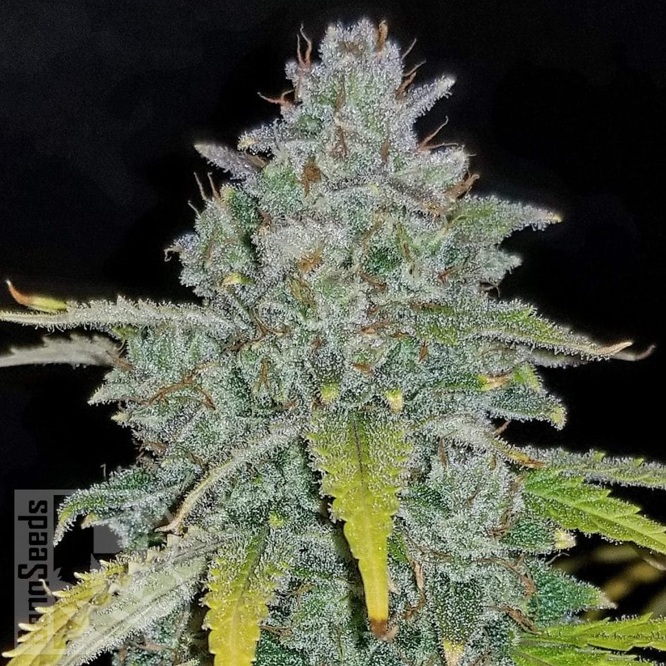 Семена ганжа  Auto Irimshik feminised Bang Seeds