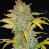 Семена ганжа  Auto Irimshik feminised Bang Seeds