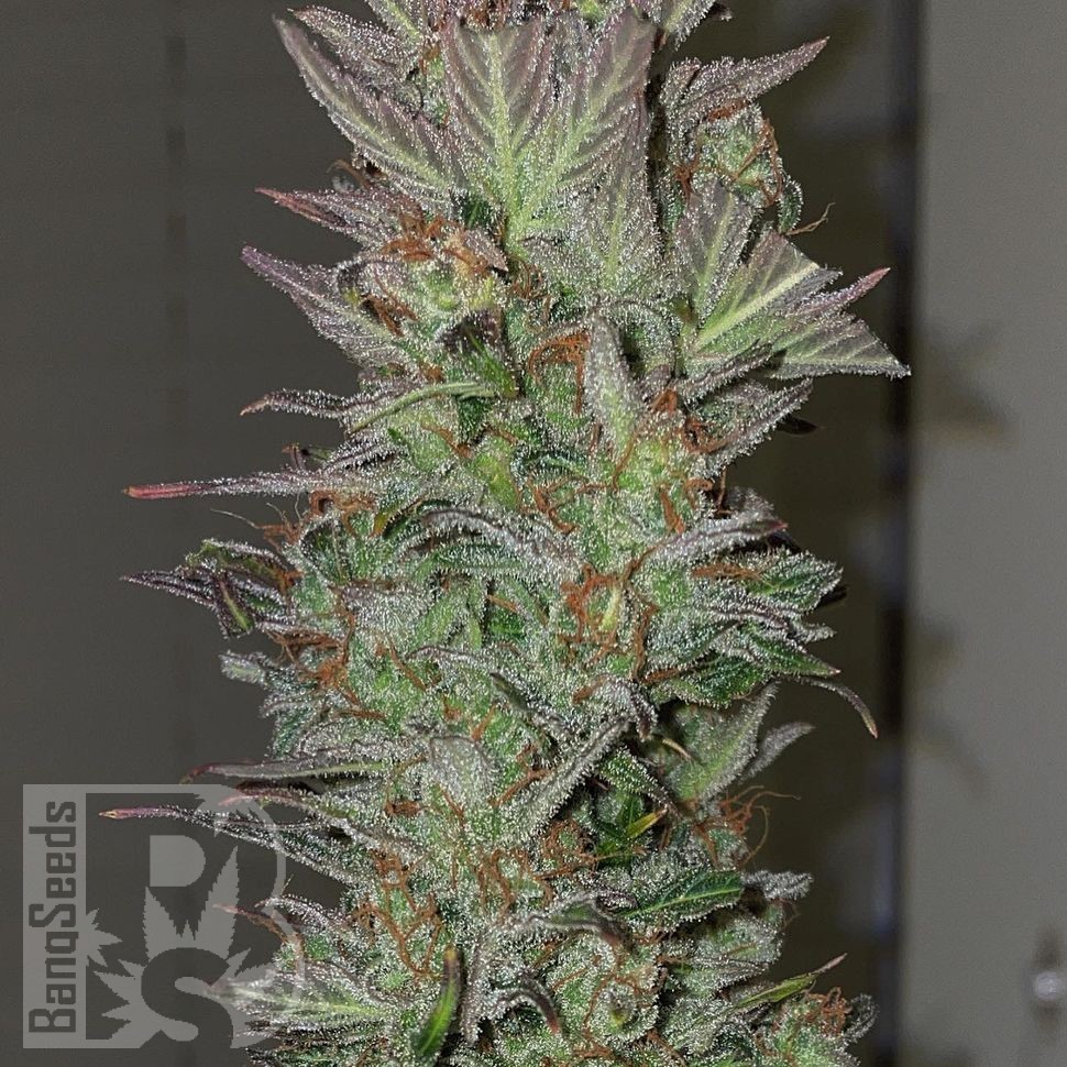 Семена ганжа  Auto Irimshik feminised Bang Seeds