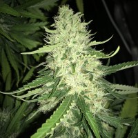 Turpan feminised Bang Seeds