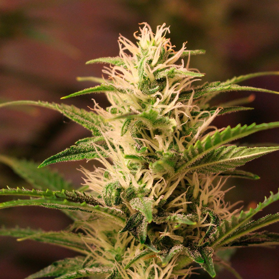 Семена ганжа  Auto + Speed feminised Ganja Seeds