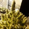 Семена каннабиса Auto + Speed feminised Ganja Seeds