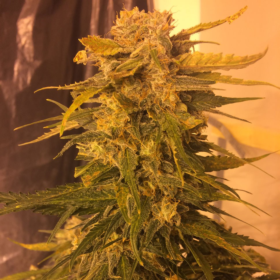 Семена  Cream Mandarine feminised Fast Version Ganja Seeds 