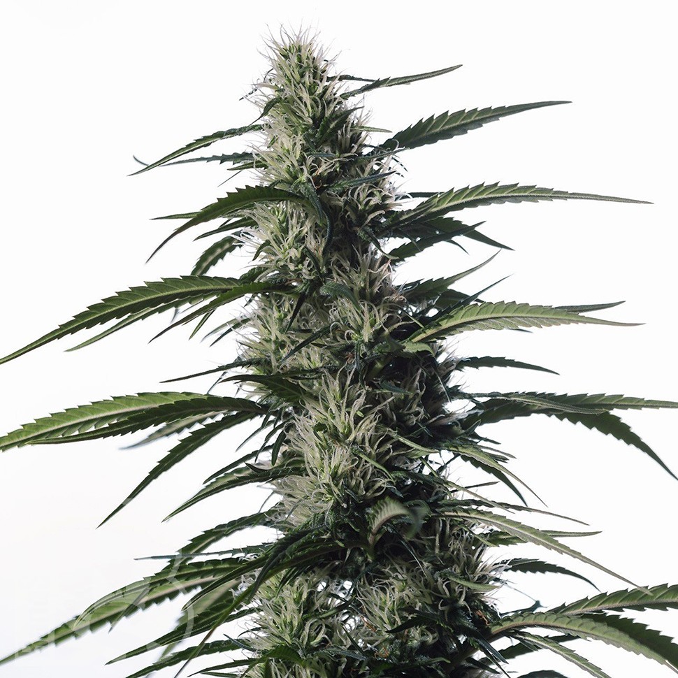 Семена ганжа  Auto Medical CBD feminised Ganja Seeds