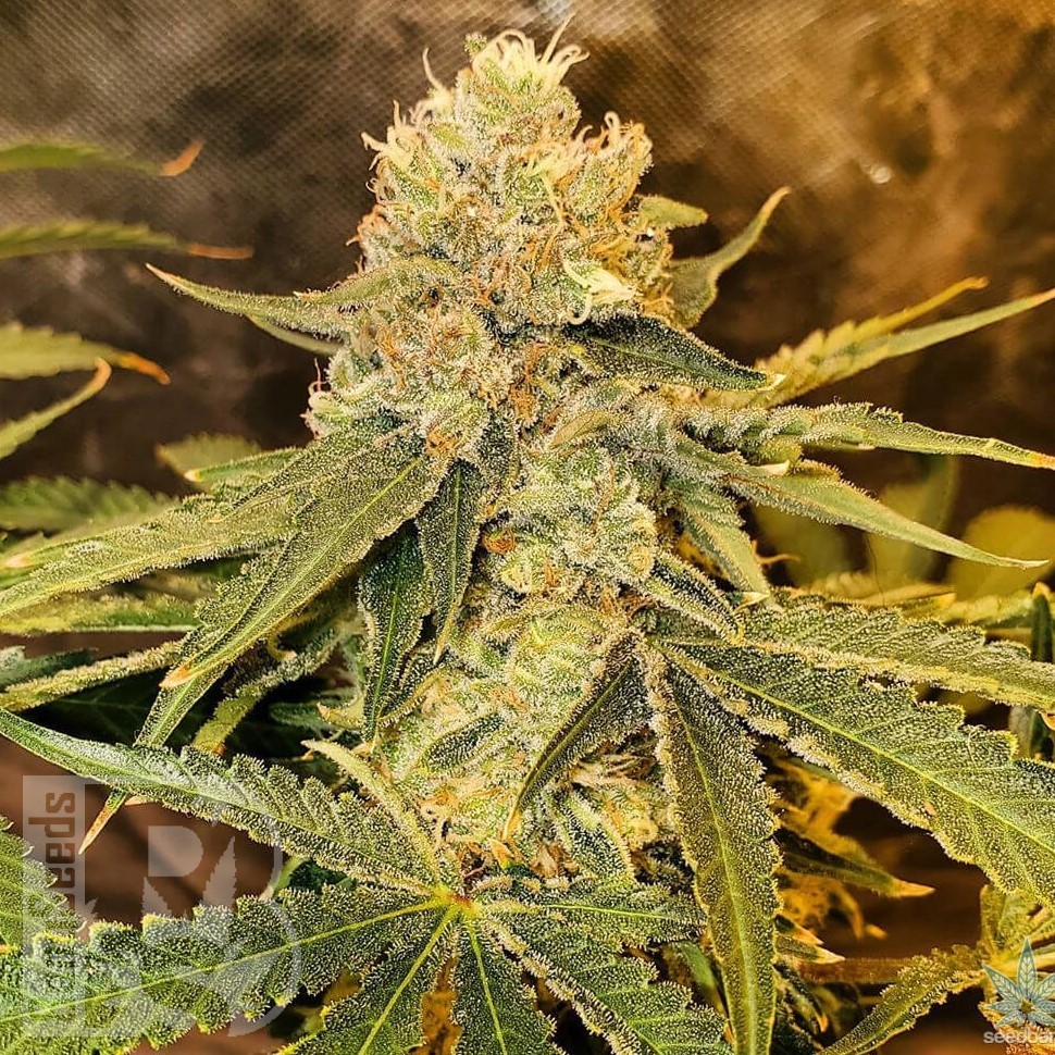 Семена  Auto Irtysh feminised Bang Seeds