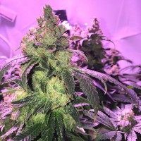 Umai feminised Bang Seeds