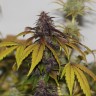 Семена каннабиса  Umai feminised Bang Seeds
