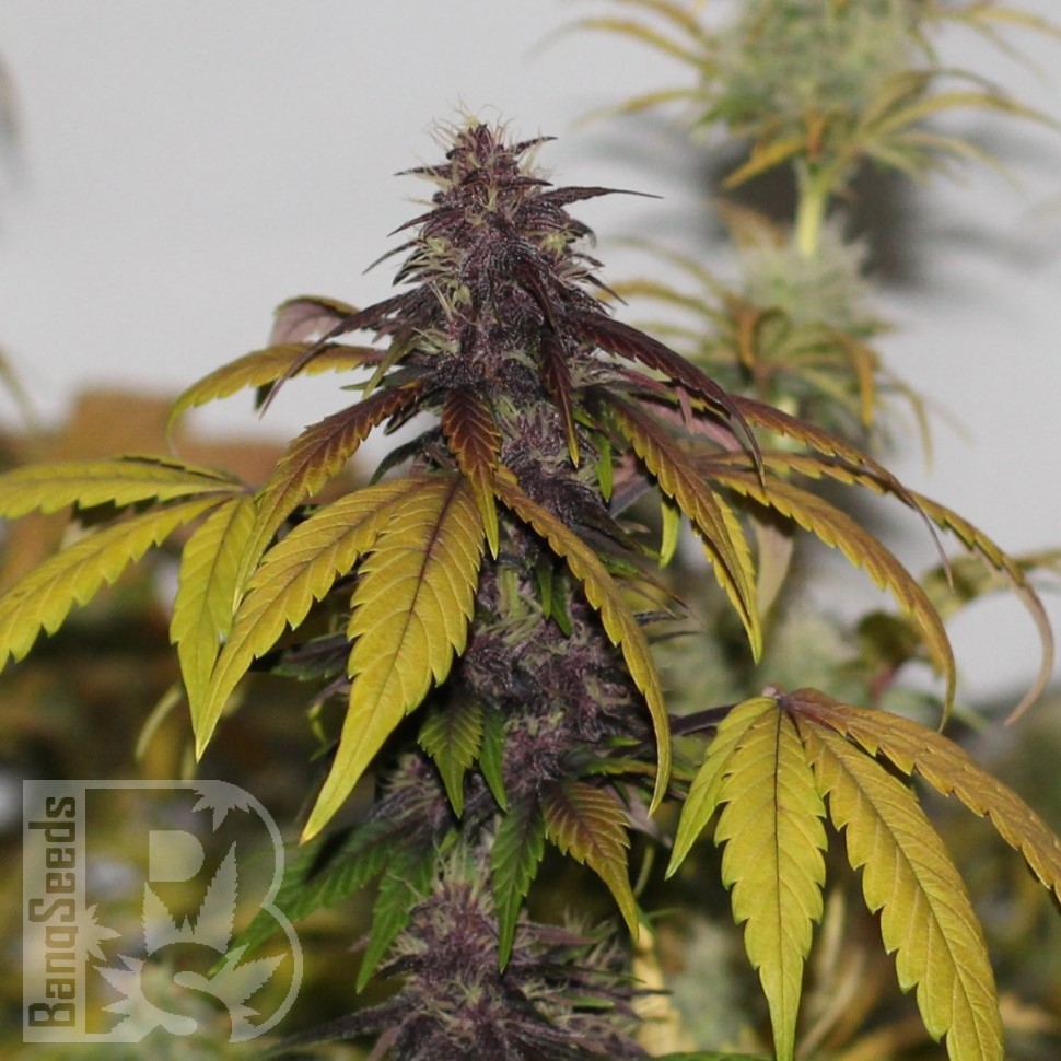 Семена каннабиса  Umai feminised Bang Seeds