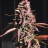 Семена каннабиса  Umai feminised Bang Seeds
