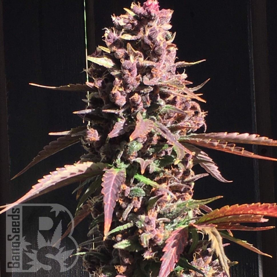 Семена каннабиса  Umai feminised Bang Seeds