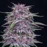 Семена каннабиса  Umai feminised Bang Seeds