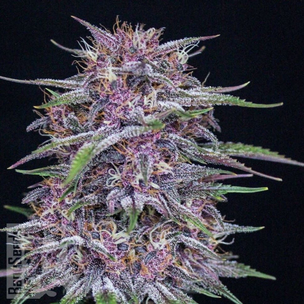 Семена каннабиса  Umai feminised Bang Seeds