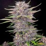 Семена каннабиса  Umai feminised Bang Seeds