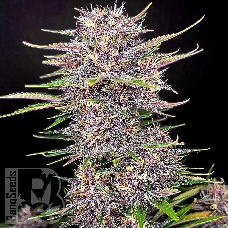 Семена каннабиса  Umai feminised Bang Seeds