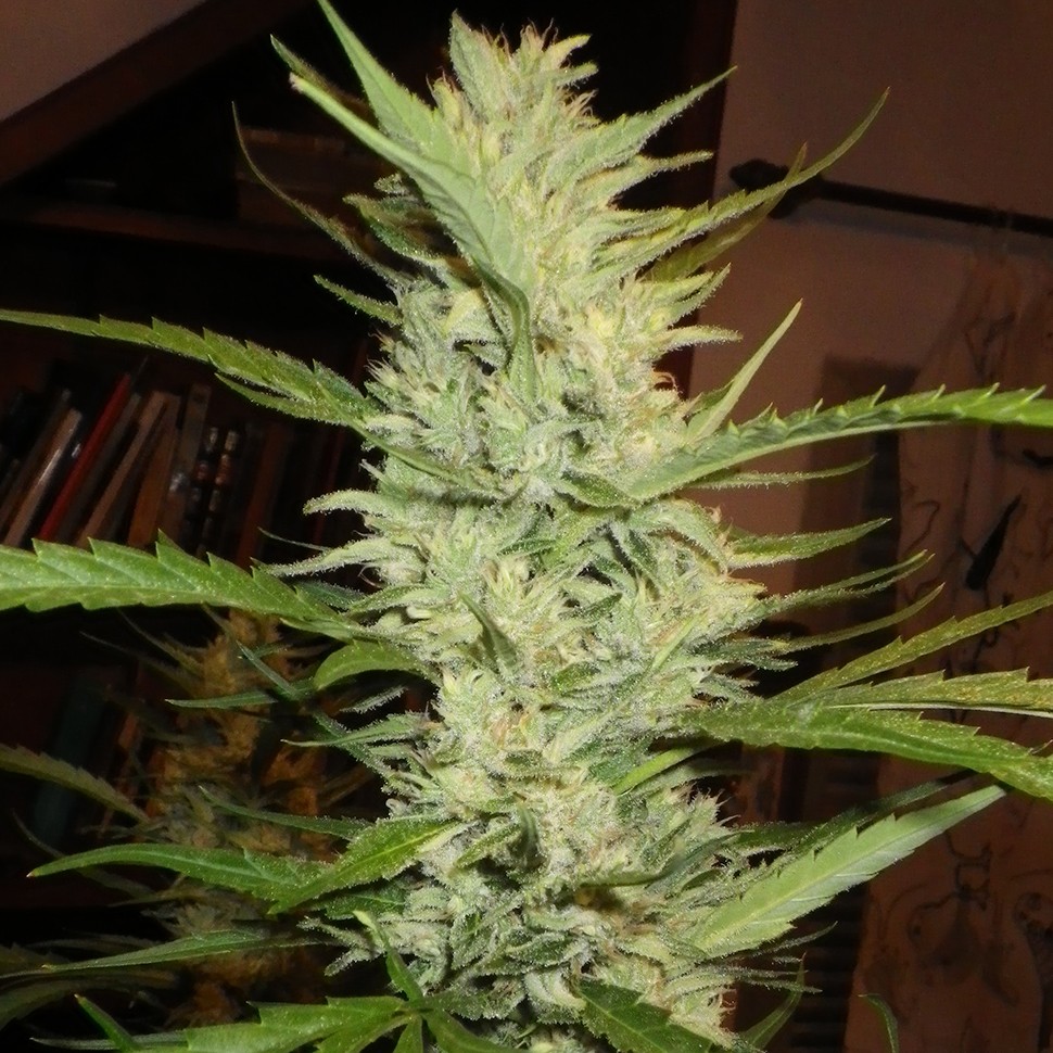 Семена  Super Lemon Haze feminised Ganja Seeds
