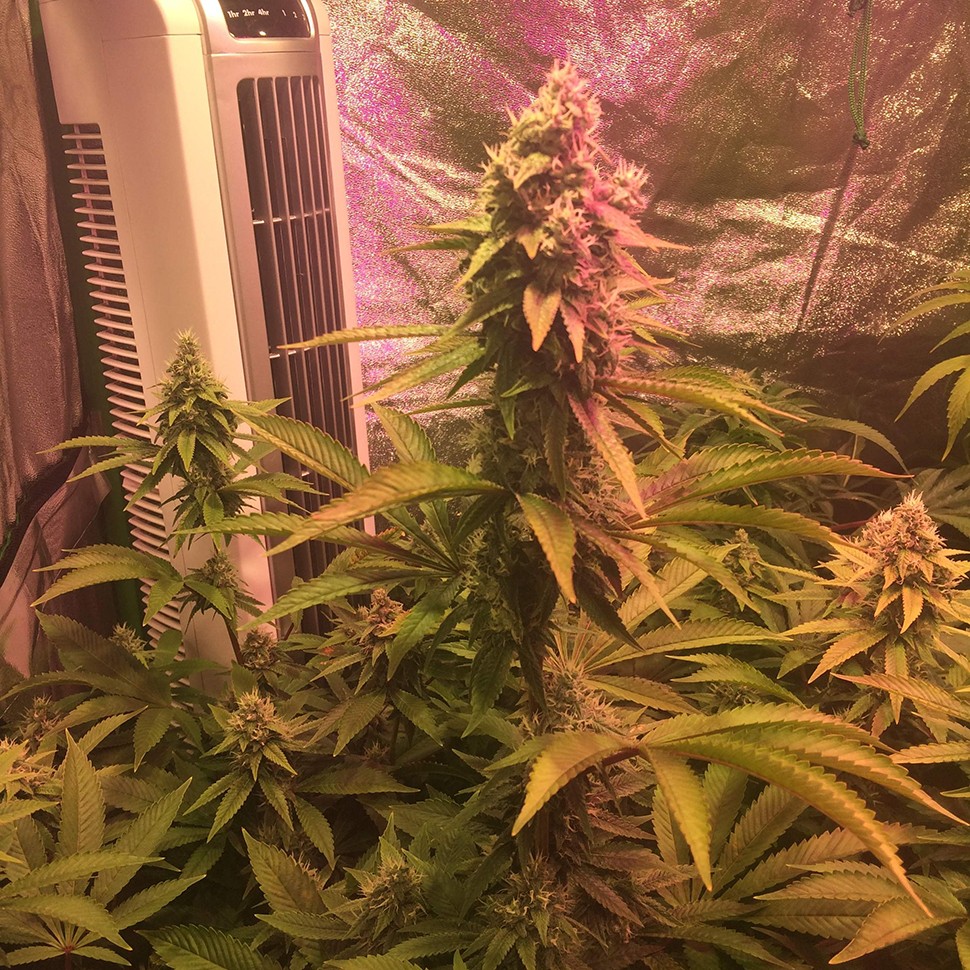 Семена ганжа  Lemon Kush regular Ganja Seeds