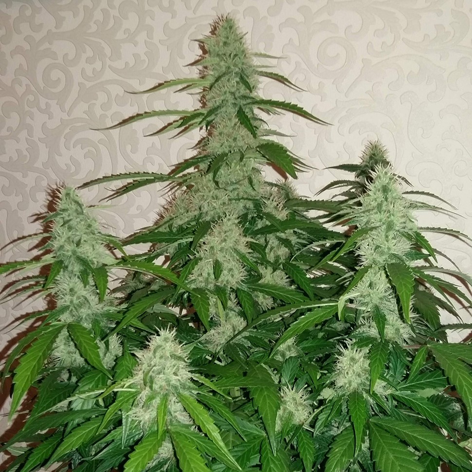 Семена ганжа  Auto Nefertiti feminised Ganja Seeds