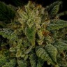 Семена марихуаны  Sour Diesel feminised Ganja Seeds