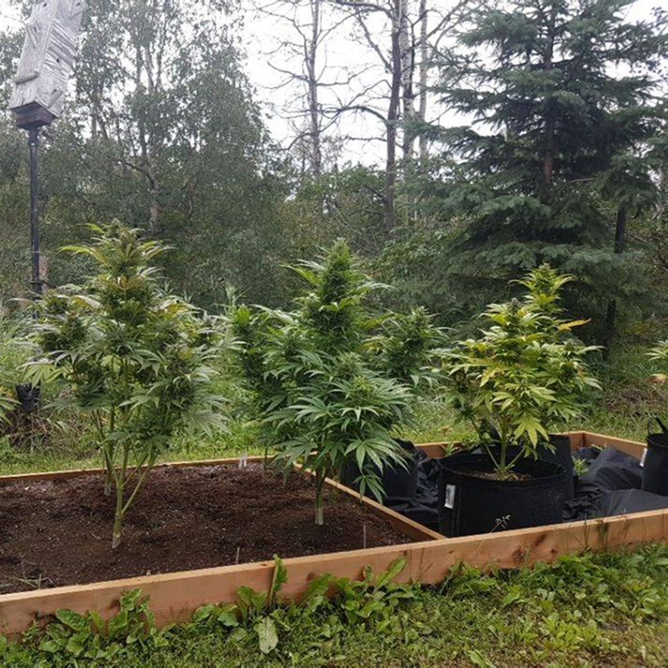 Семена каннабиса  Original Afghani #1 regular Ganja Seeds