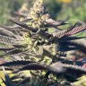 Семена каннабиса  Original Afghani #1 regular Ganja Seeds