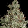 Семена каннабиса  Cream 47 feminised Fast Version Ganja Seeds 