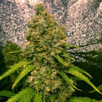 Auto Jasybay feminised Bang Seeds