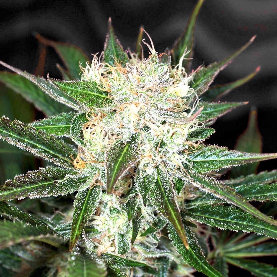 Семена  Big Devil feminised Ganja Seeds