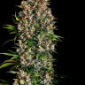 Семена  Big Devil feminised Ganja Seeds