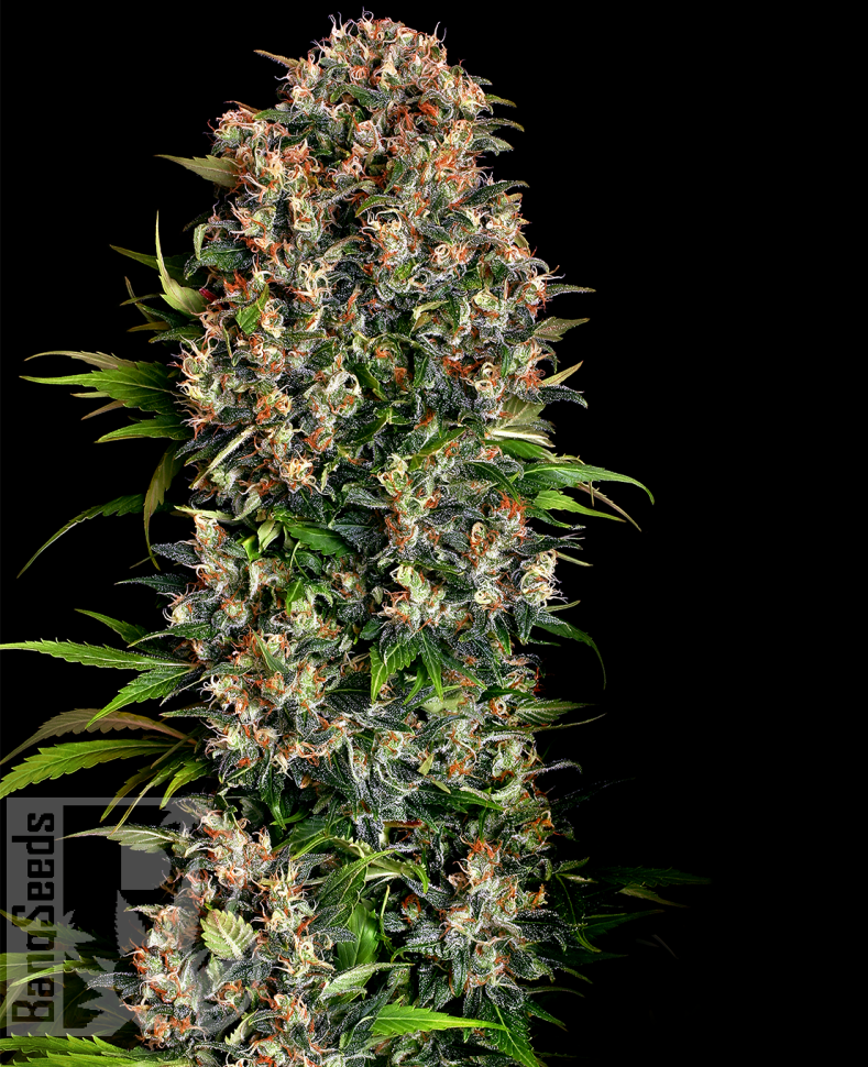 Семена  Big Devil feminised Ganja Seeds