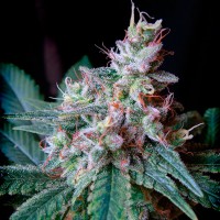 Cream Caramel feminised Fast Version Ganja Seeds