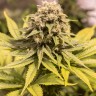 Семена  Cream Caramel feminised Fast Version Ganja Seeds