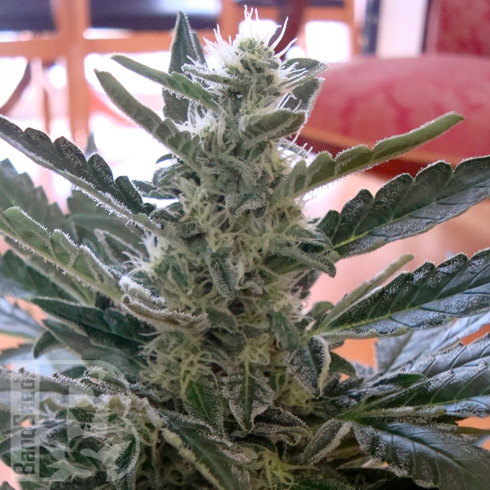 Семена  Auto Moby Dick feminised Ganja Seeds