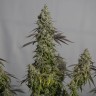 Семена  Auto Moby Dick feminised Ganja Seeds