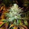 Семена  Auto Moby Dick feminised Ganja Seeds