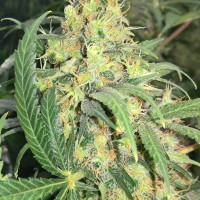 Super Skunk feminised Ganja Seeds