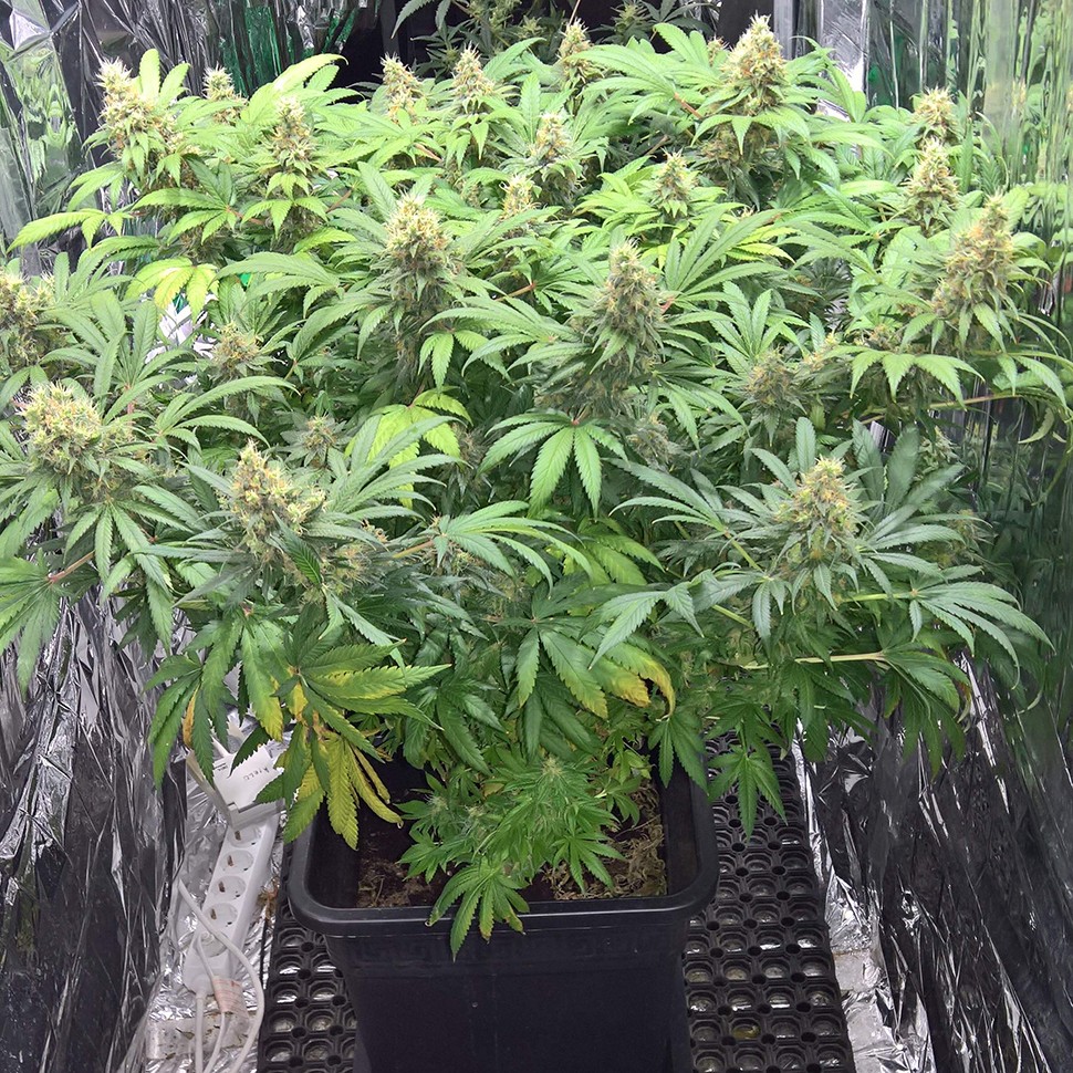 купить семена конопли феминизированные Super Skunk feminised