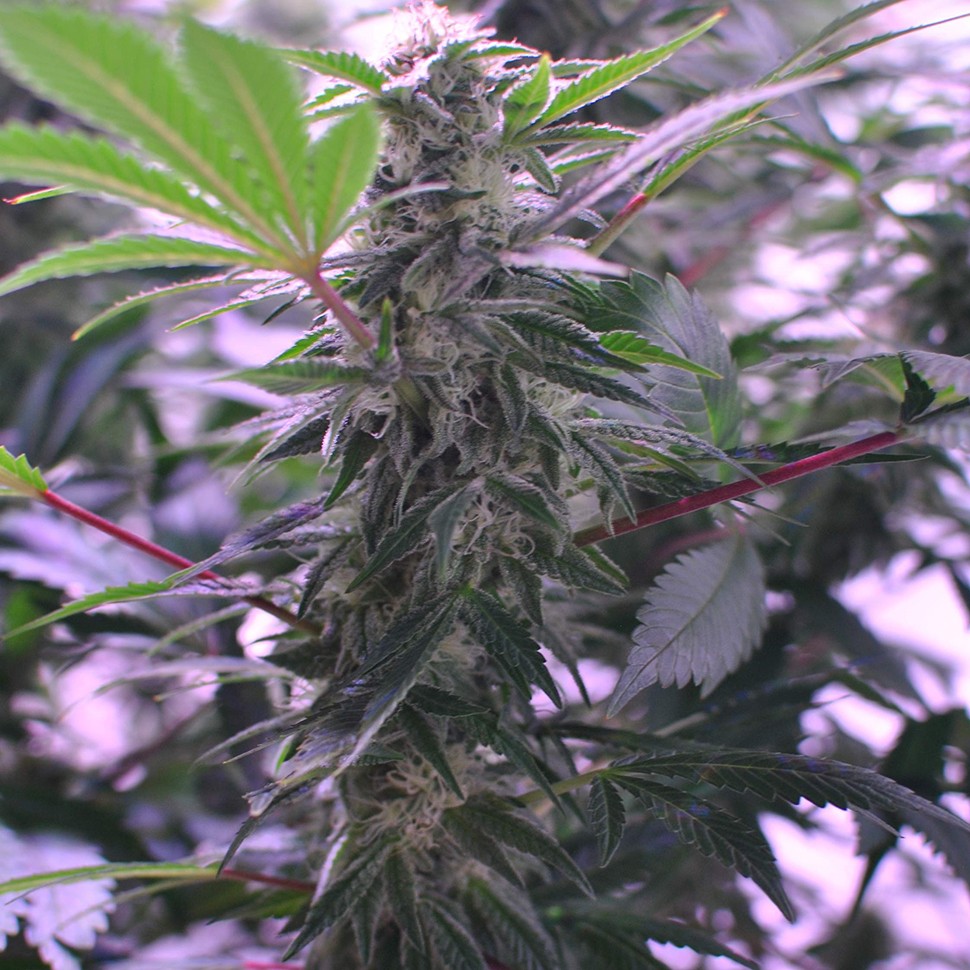 Семена ганжа  Afghan Kush regular Ganja Seeds