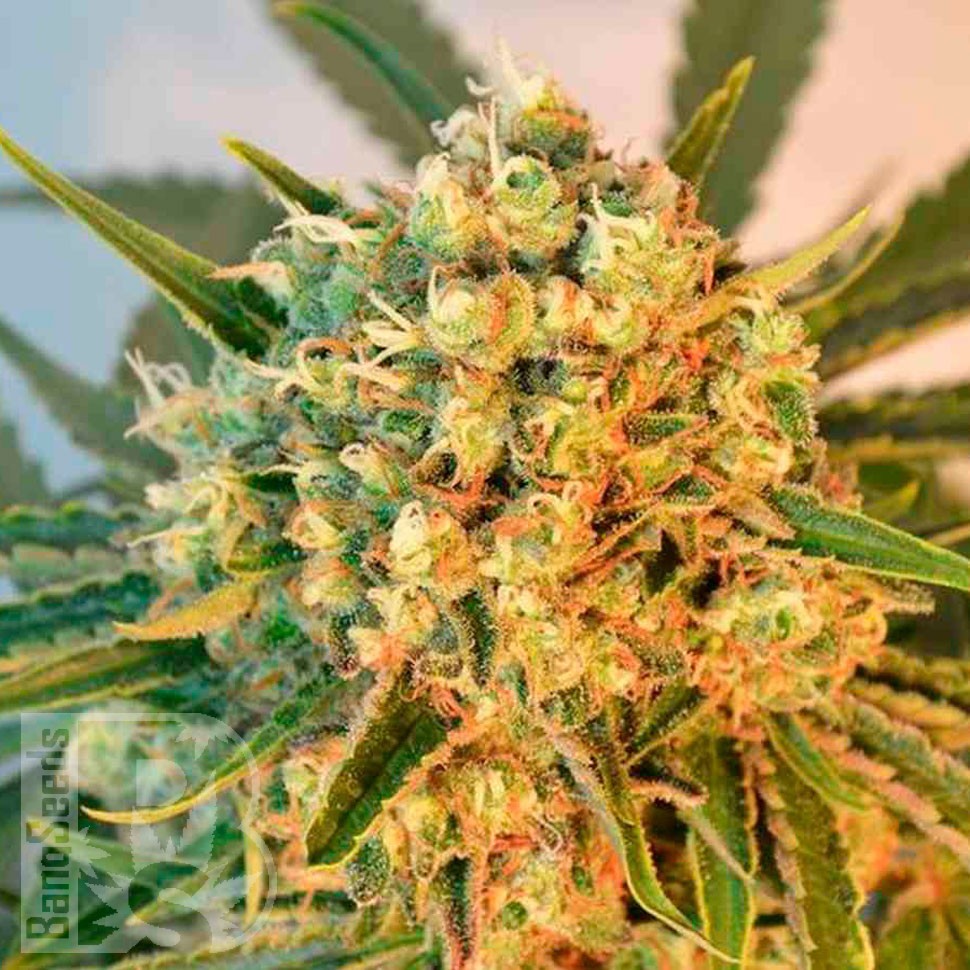 Семена  Point Of No Return x AK-47 (Powerful) regular Ganja Seeds