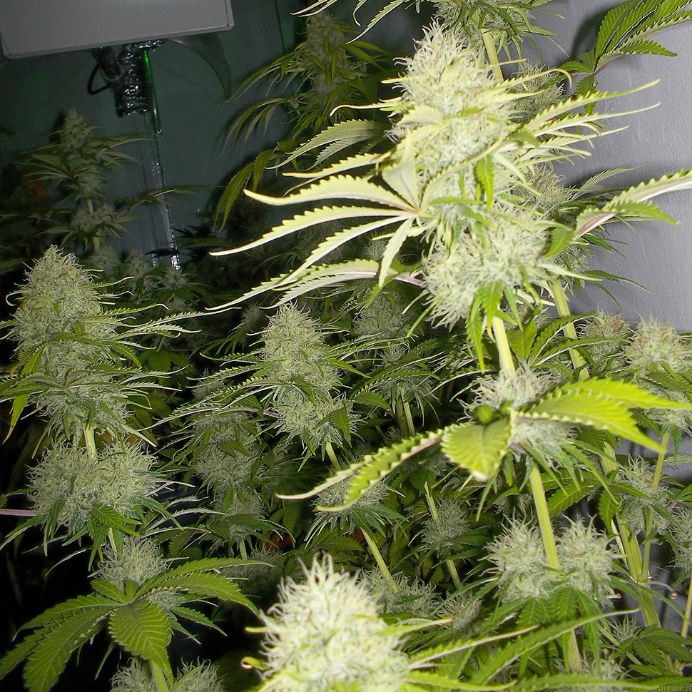 Семена  Auto Kaindy feminised Bang Seeds