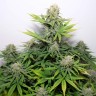 Семена  Auto Kaindy feminised Bang Seeds