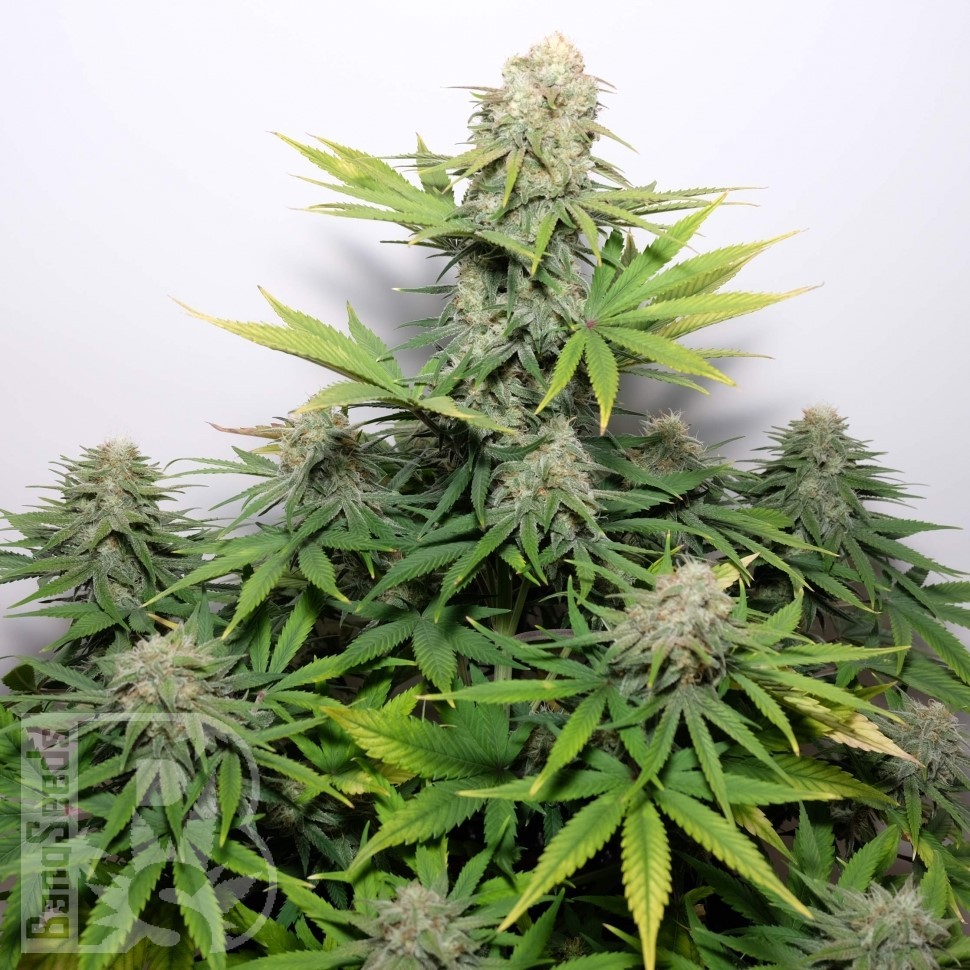 Семена  Auto Kaindy feminised Bang Seeds