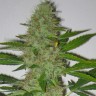 Семена  Auto Kaindy feminised Bang Seeds