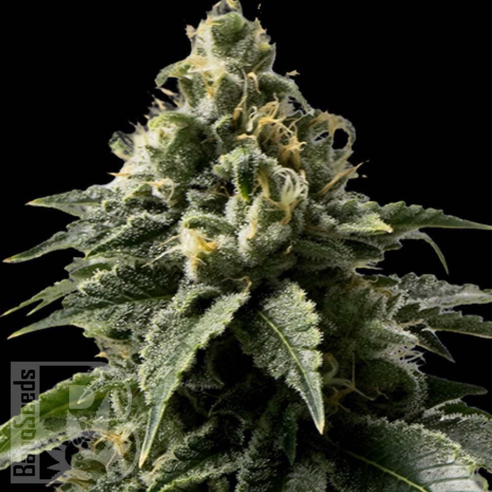 Семена  Auto Kaindy feminised Bang Seeds
