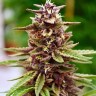 Семена каннабиса  Lavender feminised Ganja Seeds