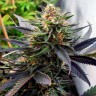 Семена каннабиса  Lavender feminised Ganja Seeds