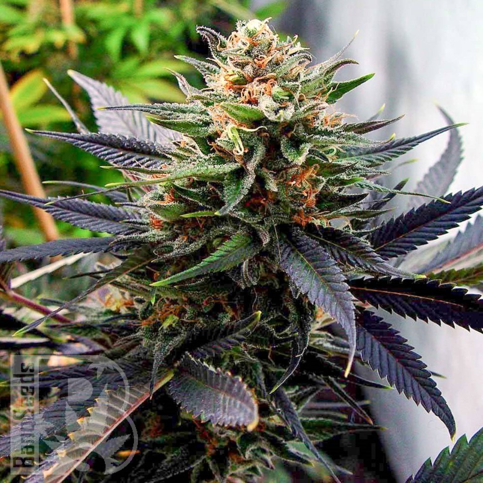 Семена каннабиса  Lavender feminised Ganja Seeds