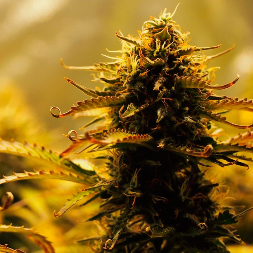 Семена ганжа  Jack 47 feminised Fast Version Ganja Seeds